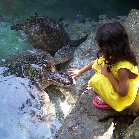Baraka Aquarium Bungalows Nungwi Eksteriør billede